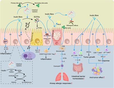 Immunomodulatory effects of inulin and its intestinal metabolites